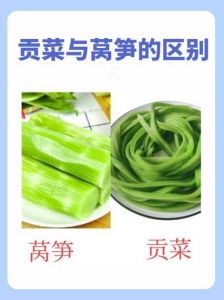 贡菜到底是不是莴苣_脆爽利消化，皇家贡品今成火锅宠