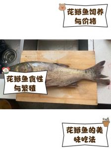 花鲢属于包头鱼吗_花鲢和包头鱼都是指鳙鱼