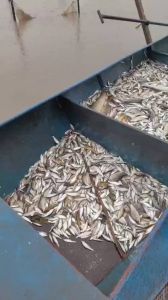麻鲢和鲢鱼区别_外形习性繁殖经济价值的区别