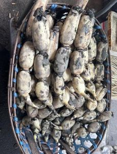 藕水开后几分钟熟_脆藕煮2-5分钟甜，粉藕煮10多分钟糯