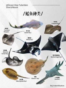鲭鱼属于深海鱼吗_营养高但要注意汞和新鲜度