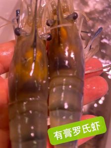 白灼有膏罗氏虾几分钟_火候诀窍，鲜嫩可口