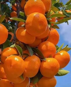 橘子是什么季节熟的_橘子成熟时间不同，应季吃营养好，如何挑选和保存橘子？