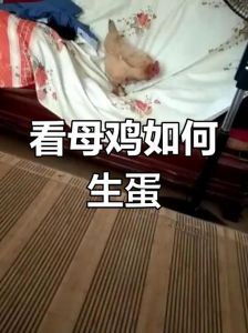 母鸡快要下蛋的特征_母鸡快下蛋了，活跃刨地，要准备产蛋箱！