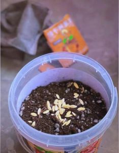 荸荠发霉了怎么处理_霉荸荠别犹豫，扔了最保险