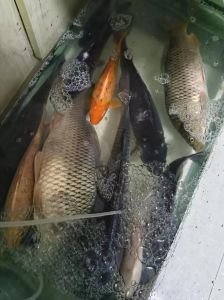 草鱼是鲤鱼的一科吗_草鱼和鲤鱼的区别