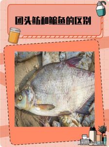 鳊花鱼和武昌鱼区别_外形产地食性大不同