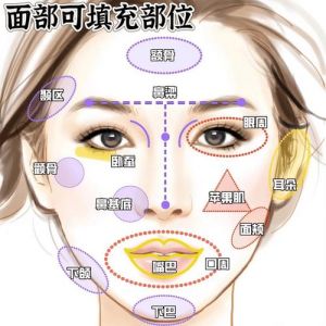 颜面部包括什么部位_结构功能与美学