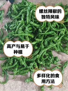 线椒与螺丝椒的区别_矮生脆辣 vs 高大鲜甜
