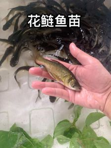 鲢鳙与胖头鱼区别_外形习性口感大不同