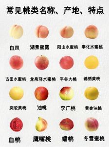 探索不同地区水蜜桃的特色差异与风味特点