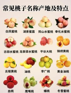 毛桃和水蜜桃的主要产区介绍：产地分布及地区特色分析