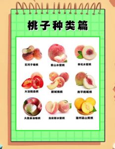 水蜜桃品种大全及其特色介绍：丰富品系解析与食用建议