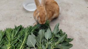 吃播小兔兔舔舔舔哎呦萌：萌系美食文化体验与可爱食材分享