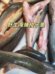 海梭鱼鱼刺多么_海梭鱼刺多腥少？清蒸红烧香脆尝尝！
