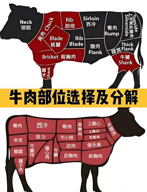 牛的分解图每个部位全身_部位构造与烹饪指南