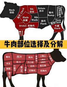牛的分解图每个部位全身_部位构造与烹饪指南