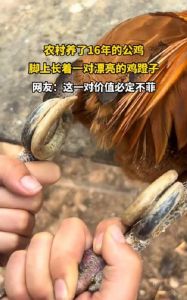踢蹬是鸡的什么部位_打斗武器，公鸡标志，文玩价值