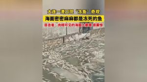在寒冷的冬天鱼会冬眠吗_鱼冬天不冬眠？它们这样过冬