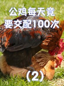 野生鸡可以与家鸡配种繁殖吗_家鸡野鸡能杂交吗？结果因种类而异