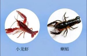 脱水小龙虾对比图_方便美味！脱水小龙虾，随时随地享美味