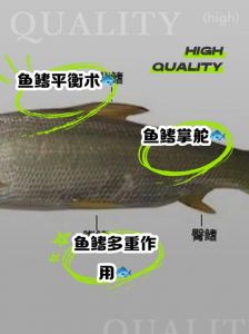 鱼鳍和鱼翅的区别_鱼翅并非珍品，拒食保护鲨鱼