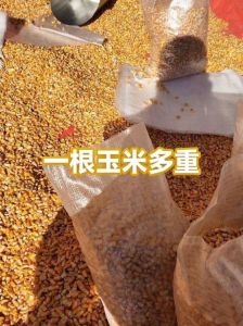 1岁熟玉米总重_鲜玉米重量200-400克，蒸煮增重需注意