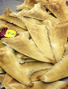 鱼翅边和鱼翅的区别_鱼翅边煲汤佳品，营养更胜鱼翅
