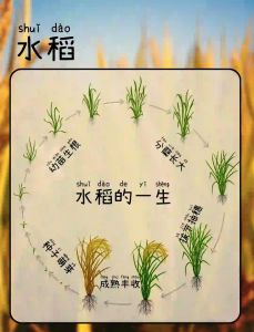 东北水稻一年几熟_一年一熟优品质，粮仓保供国家安