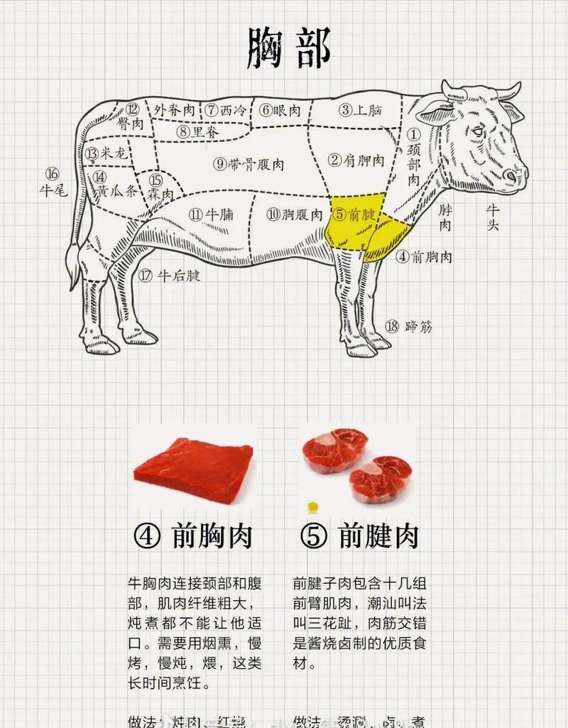 牛的分解图每个部位全身_部位构造与烹饪指南