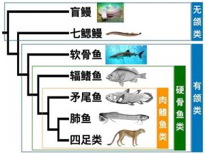 软骨鱼纲和硬骨鱼纲的区别_骨骼呼吸生殖适应差异