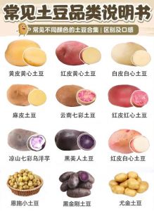 洋芋山芋土豆的区别_洋芋土豆是一家亲，都是马铃薯！