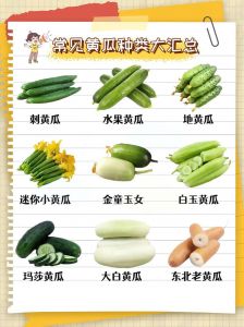 绿瓤黄瓜跟白瓤黄瓜的区别_白瓤绿瓤黄瓜怎么挑？