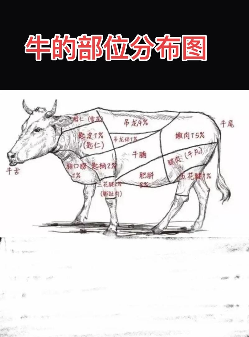 牛的分解图每个部位全身_部位构造与烹饪指南