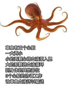 章鱼焯水一般几分钟_章鱼焯水时间要看大小，水开后下锅保鲜嫩