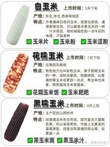 苞米玉米的区别_苞米玉米有区别，东北叫苞米，广东叫玉米
