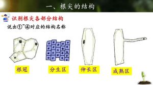 分生区和根冠细胞的区别_冠保分生助长，熟吸
