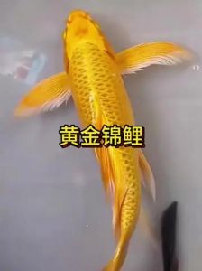 金色的小鲤鱼是一条怎样的鱼_外观习性文化差异解析