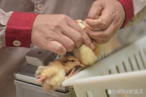 鸡打针打哪个部位_鸡疫苗注射方法与技巧