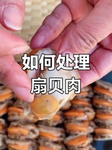 下面扇贝肉需要焯水吗_焯水冷冻扇贝肉？看这4点决定