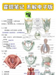 会厌劈裂是哪个部位_吞咽呼吸受阻，及时就医是关键