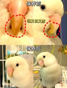 鹦哥嘴和梅头肉的区别_猪肉之王，鲜嫩肥而不腻！
