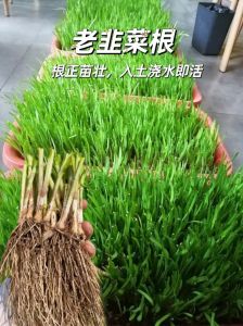 韭菜老根修剪图解_韭菜老根修剪技巧，丰收美味有妙招！