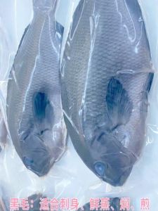 黑毛鱼和黑鲷鱼的区别_鲜美营养，秋季矶钓好选择