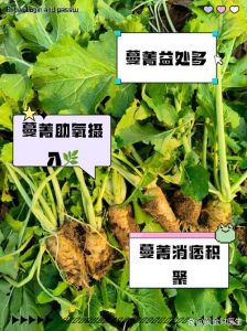 蔓菁和卜留克有什么区别_特色蔬菜美味与文化交流