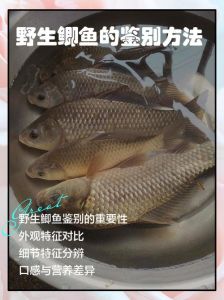 黄背鲫鱼和黑背鲫鱼的区别_颜色习性与营养区别