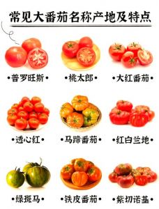 番茄的名称有哪些_番茄品种多，营养丰富，烹饪多样