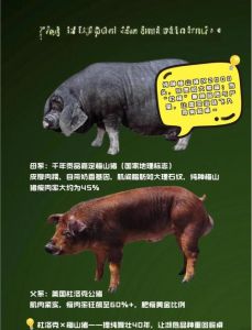 走花猪与母猪的区别_特色品种，优质肉猪
