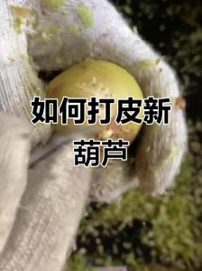 葫芦去皮的正确方法_白葫芦去皮打磨技巧