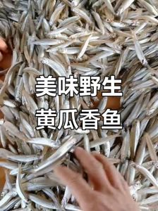 黄瓜鱼的家常做法_焖拌炖，鲜美营养